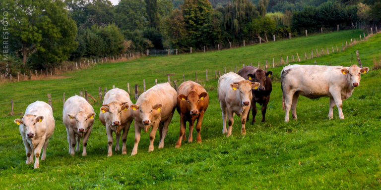 Junge Bullen in Behrensdorf